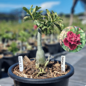 1003 67 Baobá Baby Carmin RDF