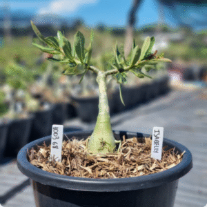 1003 68 Baobá Baby Isabelly