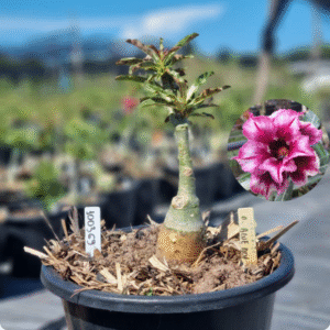 1003 69 Baobá Baby Double Blue Boy ( Perfumada )