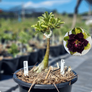 1003 72 Baobá Baby Céu Estrelado Variegata