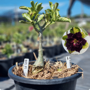 1003 73 Baobá Baby Céu Estrelado Variegata