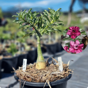 1003 75 Baobá Baby Tulsa