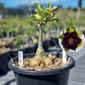 1003 77 Baobá Baby Céu Estrelado Variegata