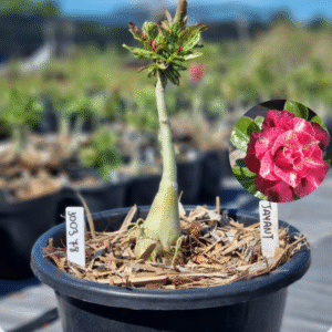 1003 78 Baobá Baby Jayant