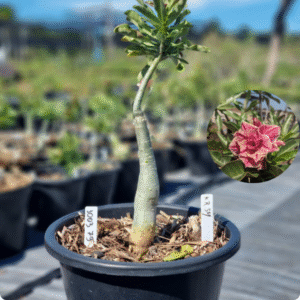 1003 79 Baobá Baby KR54