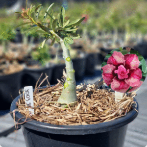 1003 80 Baobá Baby Duquesa