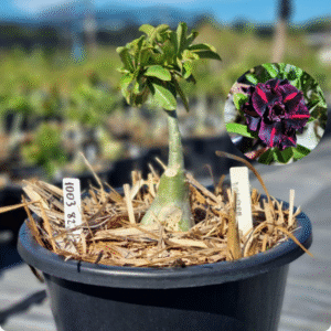 1003 82 Baobá Baby Volcano