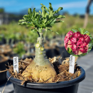 1003 86 Baobá Baby Mabelle