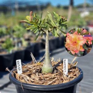 1003 87 Baobá Baby Dunhuang 2
