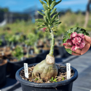 1003 88 Baobá Baby Duquesa