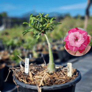 1003 89 Baobá Baby Cereja