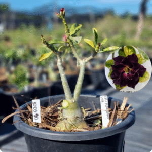 1003 90 Baobá Baby Céu Estrelado Variegata