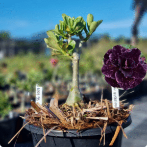 1003 91 Baobá Baby Céu Estrelado