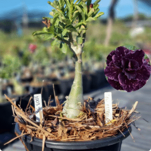 1003 93 Baobá Baby Céu Estrelado