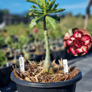 1003 94 Baobá Baby Filo 2