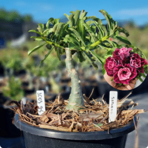 1003 95 Baobá Baby Saturno