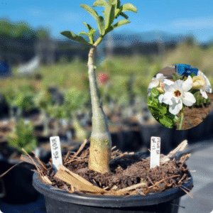 1003 97 Baobá Baby Filha da NR-12