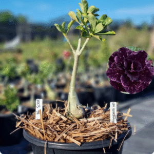 1003 98 Baobá Baby Céu Estrelado