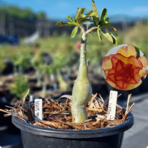 1003 99 Baobá Baby Miss Fortin