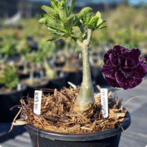 1003 100 Baobá Baby Céu Estrelado