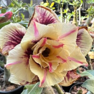 Podadinha - Rosa do Deserto CN 119