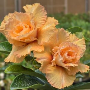 Podadinha - Rosa do Deserto CN 24