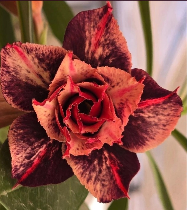 Podadinha - Rosa do Deserto CN 99 - Imagem 2