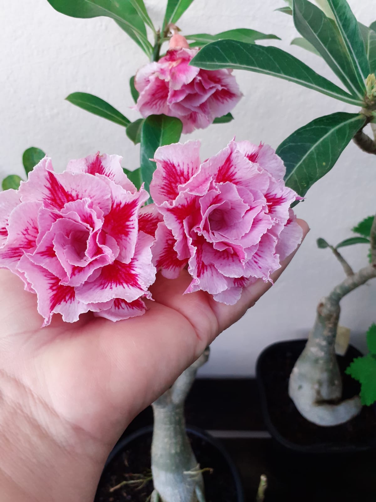 Podadinha - Rosa do Deserto LM 98