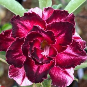 Podadinha - Rosa do Deserto BRD 08