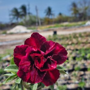 Podadinha - Rosa do Deserto Napolitana