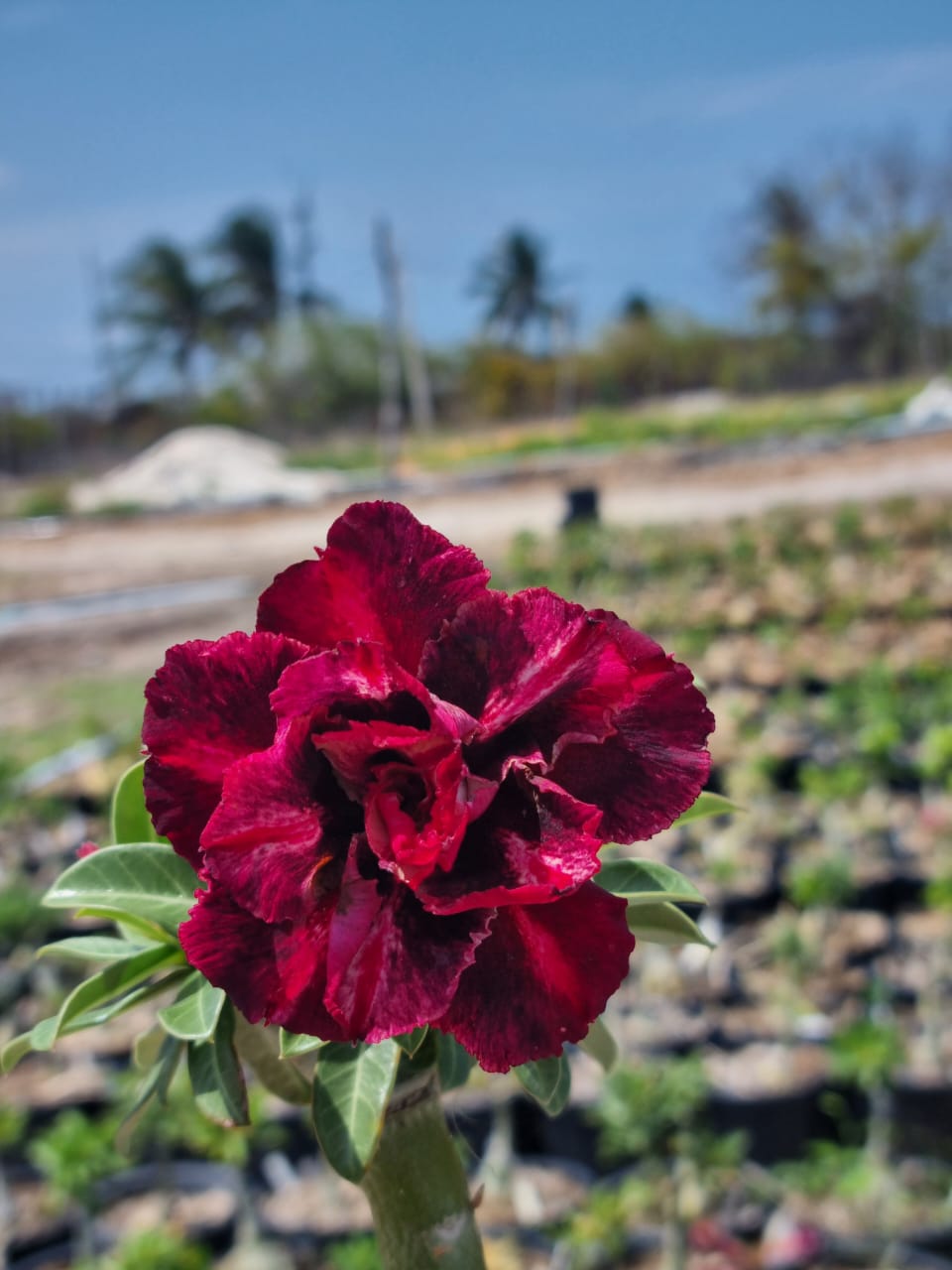 Podadinha - Rosa do Deserto Napolitana
