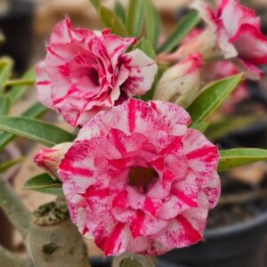 Podadinha - Rosa do Deserto BRD 111