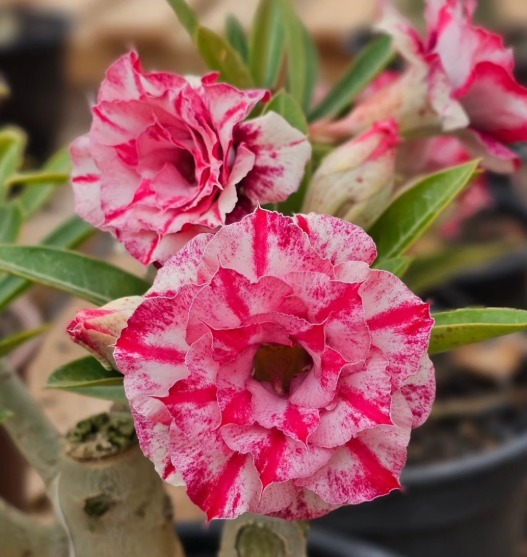 Podadinha - Rosa do Deserto BRD 111