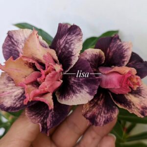 Podadinha - Rosa do Deserto CN 99