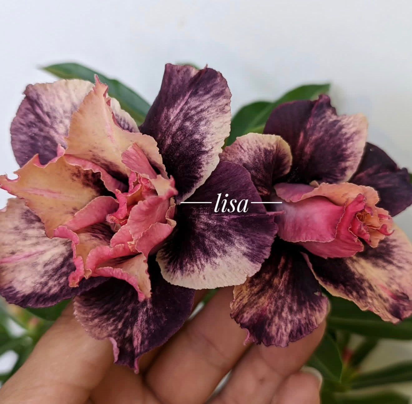 Podadinha - Rosa do Deserto CN 99