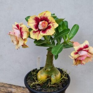 Podadinha - Rosa do Deserto CN 46