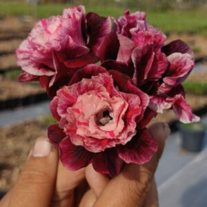 Podadinha - Rosa do Deserto Nebula Buquê