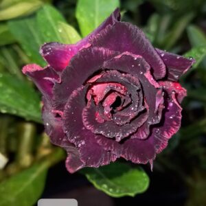 Podadinha - Rosa do Deserto MR 44