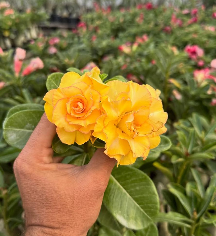 Podadinha - Rosa do Deserto Floratta - Imagem 2