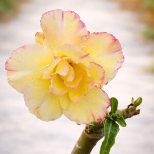 Podadinha - Rosa do Deserto The Fire