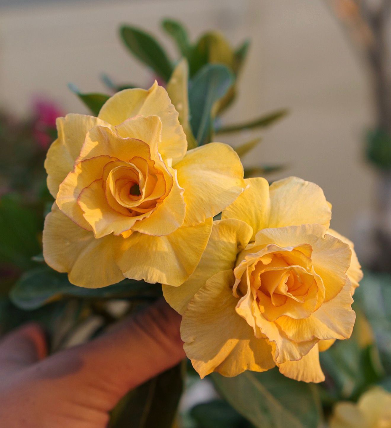 Podadinha - Rosa do Deserto Floratta