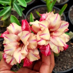 Podadinha - Rosa do Deserto BRD Isabelita