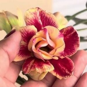 Podadinha - Rosa do Deserto BT 05