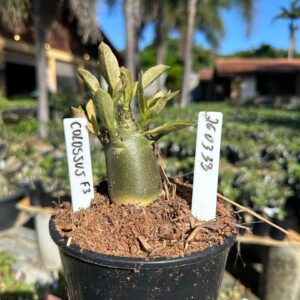 2603 33 Arabicum Colossus F3