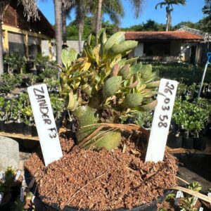 2603 58 Arabicum Zander F3