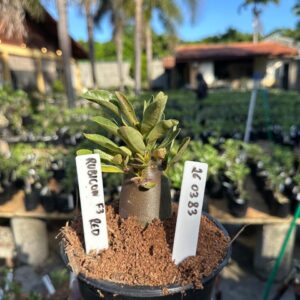 2603 83 Arabicum Rubicon F3