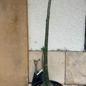 1803 05 Anaconda Semente