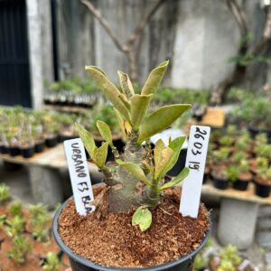 2603 19 Arabicum Urbano F3