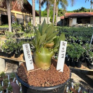 2603 79 Arabicum Hesfero F3