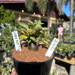 2603 41 Arabicum  Super fest F3